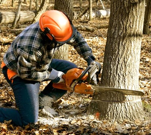Tree Removal in Lutsen, MN